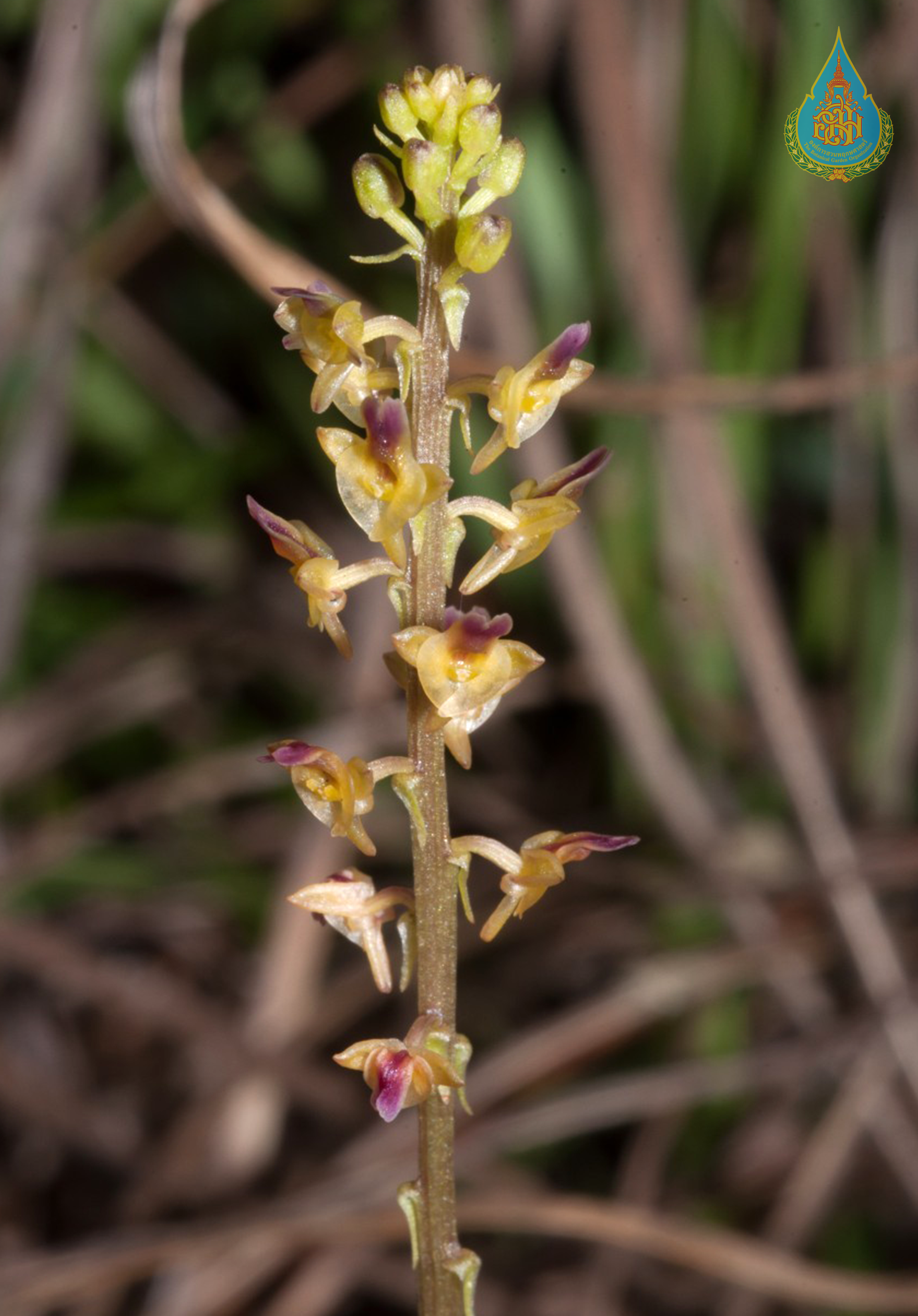 หูเสือจิ๋วใบตั้ง Crepidium bahanense (Hand.-Mazz.) S.C.Chen & J.J.Wood<br/>ORCHIDACEAE